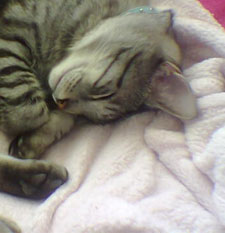 A tabby cat sleeping comfortably during boarding
