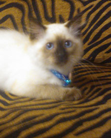 A Siamese kitten relaxing during boarding