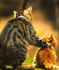 A tabby cat and kitten touching noses