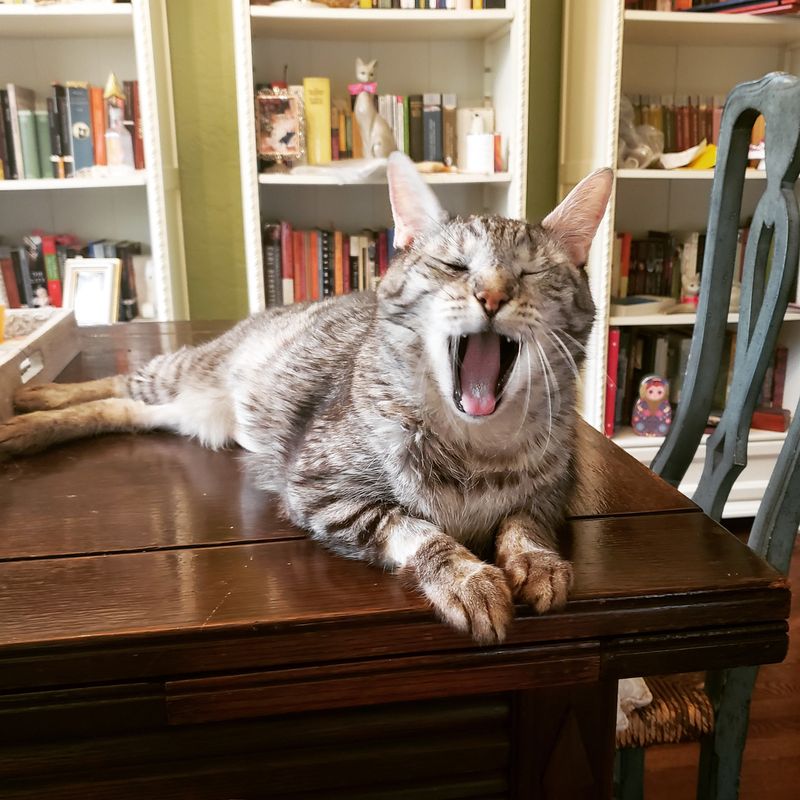 A rescue cat yawning at The Cat Practice